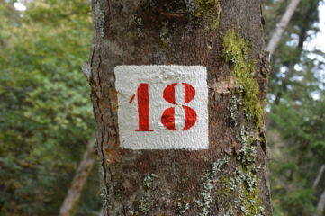 a red and white sign on a tree in a forest